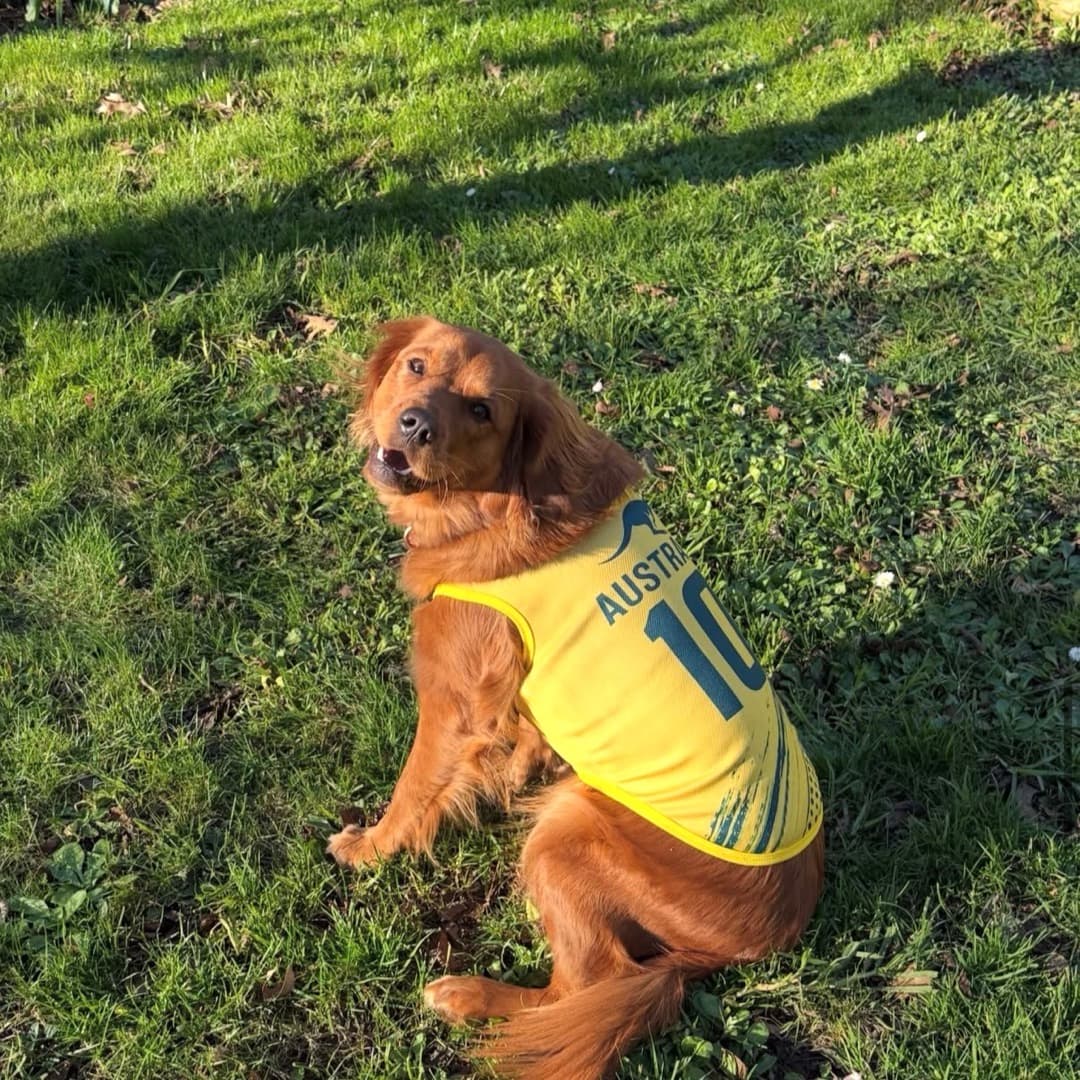 Golden dog in the Australia kit out on the grass