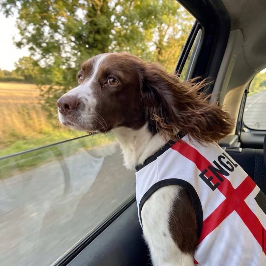 Springer Spaniel in the England kit, ears in the wind