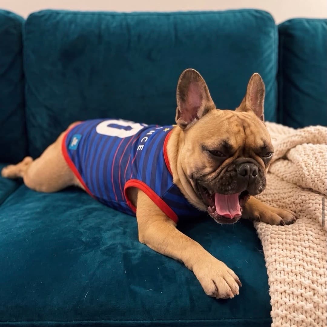 French Bulldog lounging in the France kit