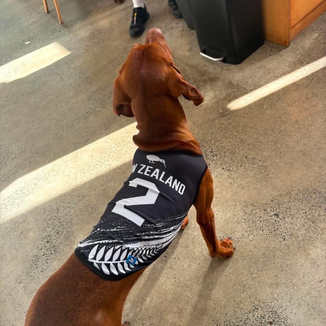 Dachshund showing off the New Zealand kit