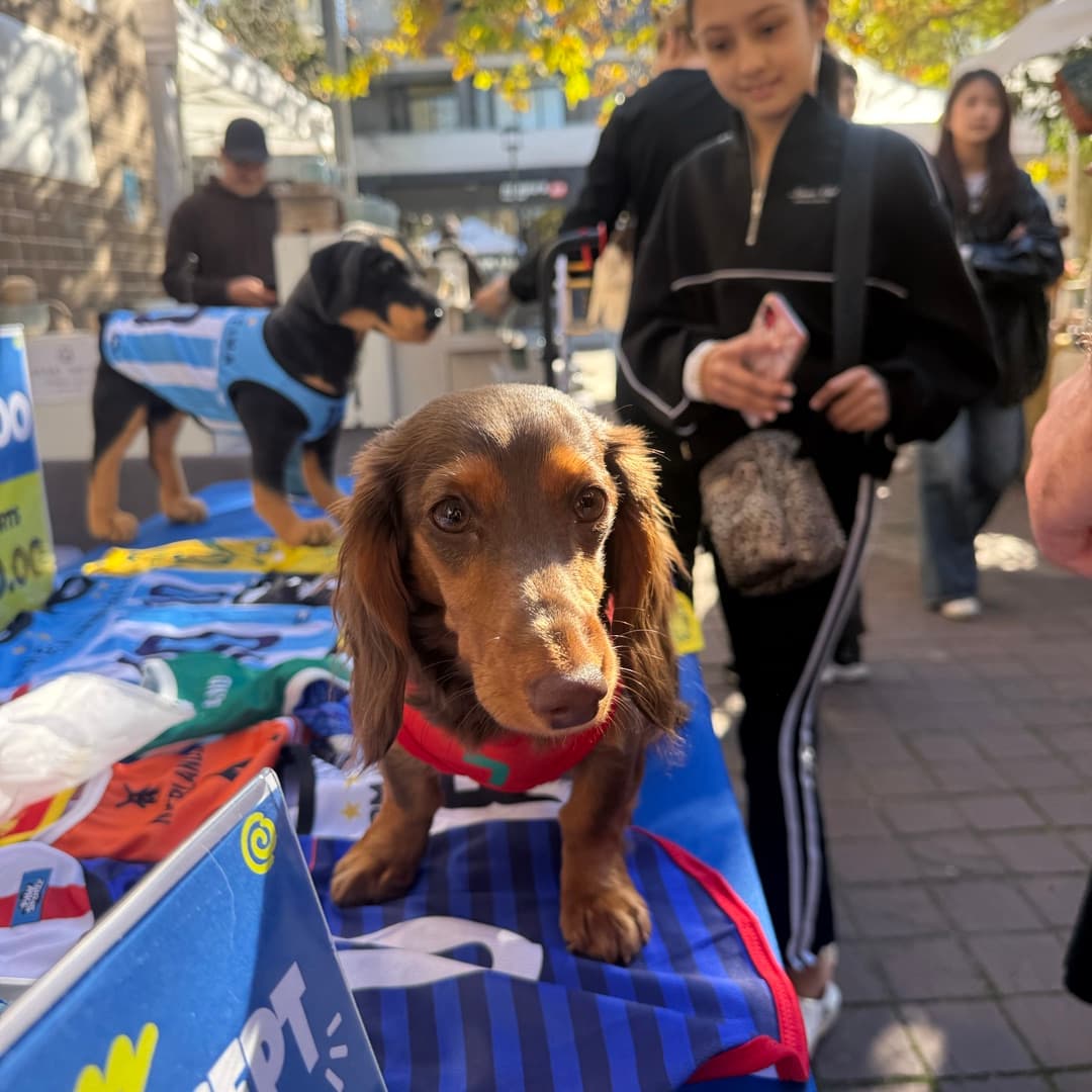 Dachshund visiting the Paw Sportz market stall