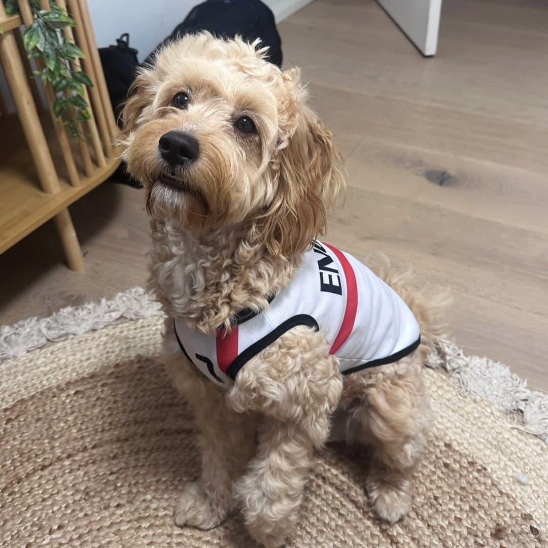 Cavoodle sitting on a rug in the England jersey