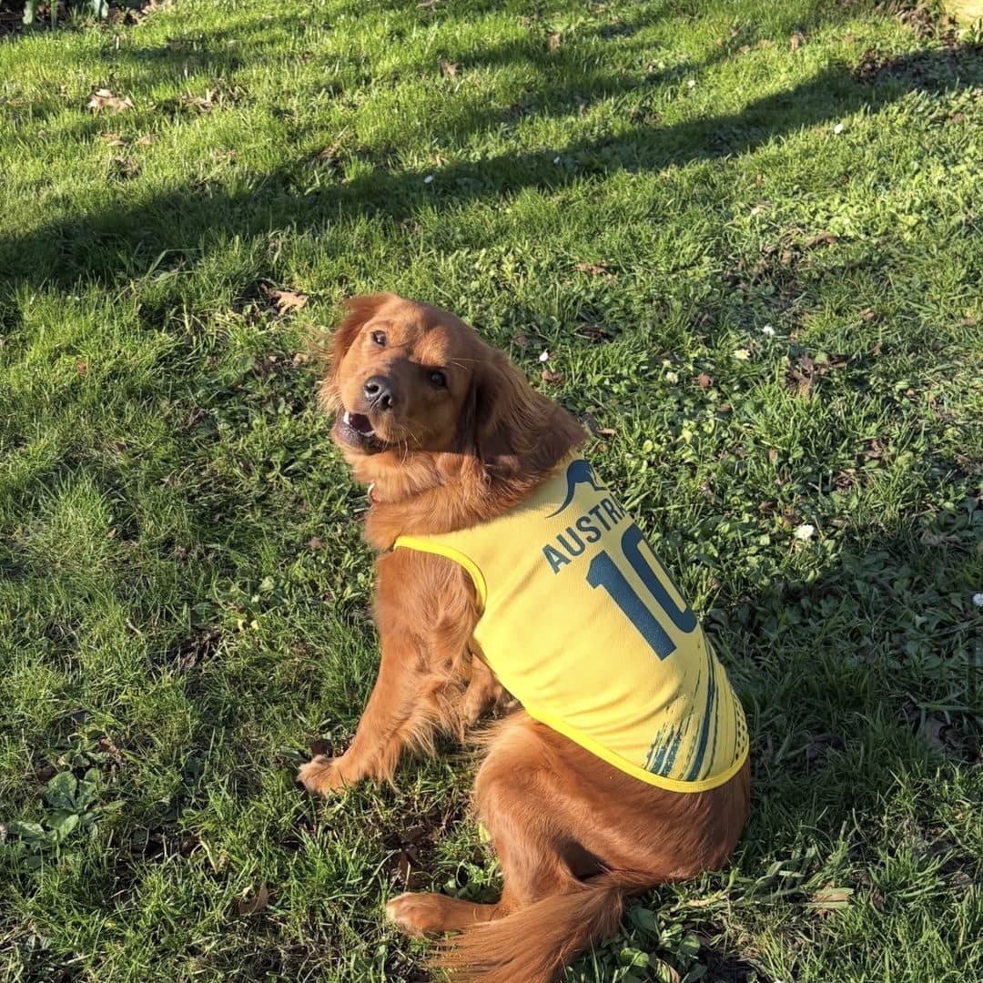 Ginger spaniel sitting in sunlit grass in the Australia jersey
