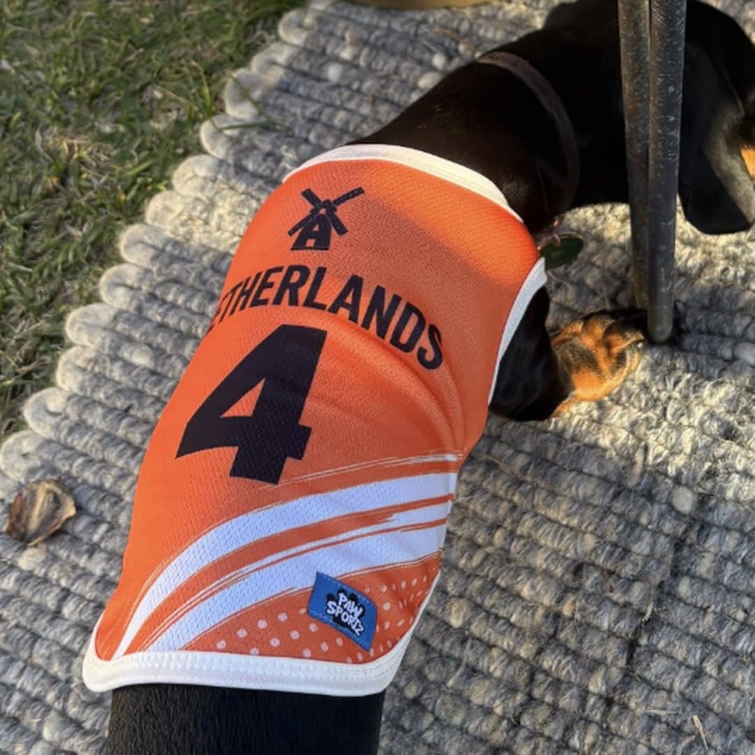 Dachshund nose-down on a rug in the orange Netherlands jersey