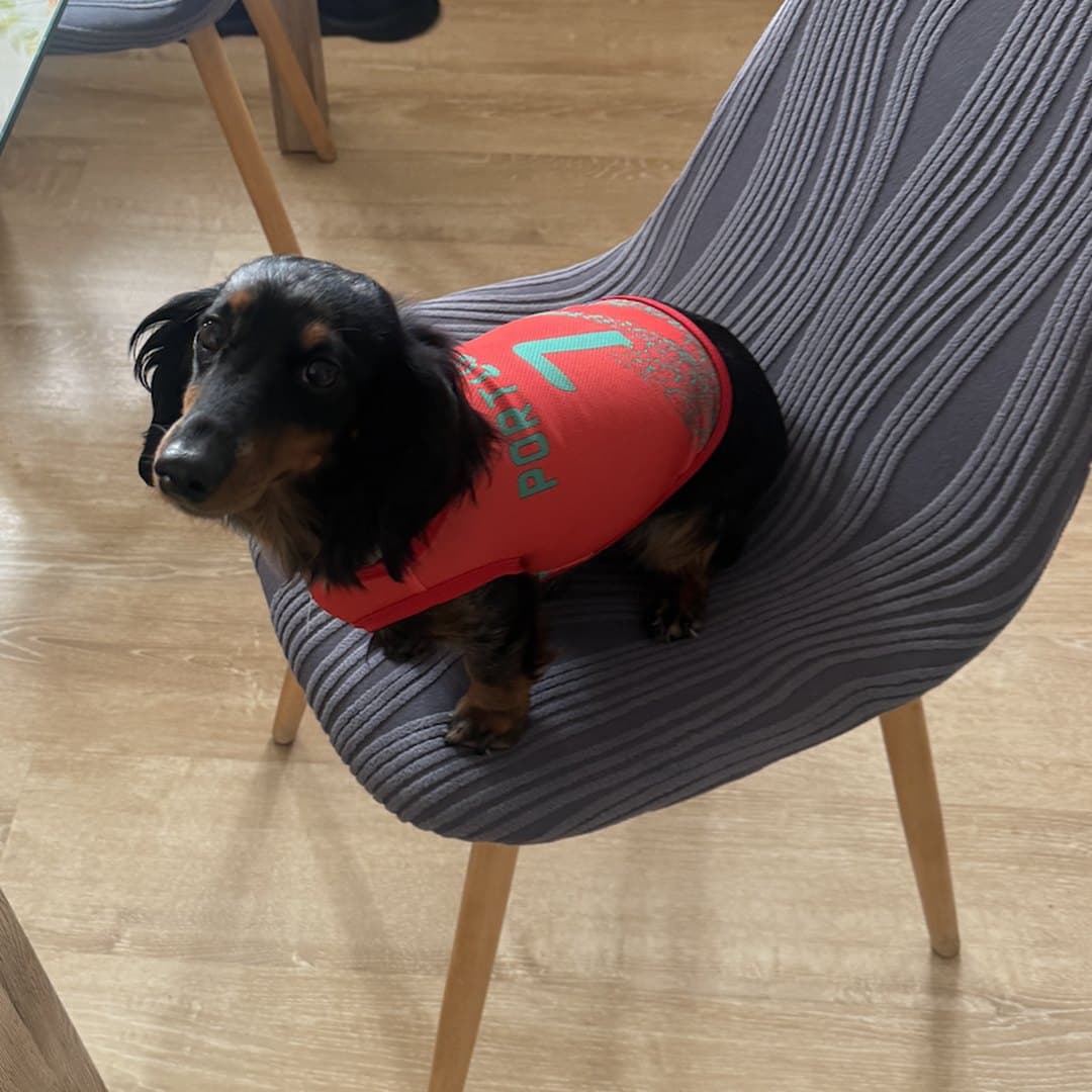 Dachshund draped over a dining chair in the red Portugal jersey