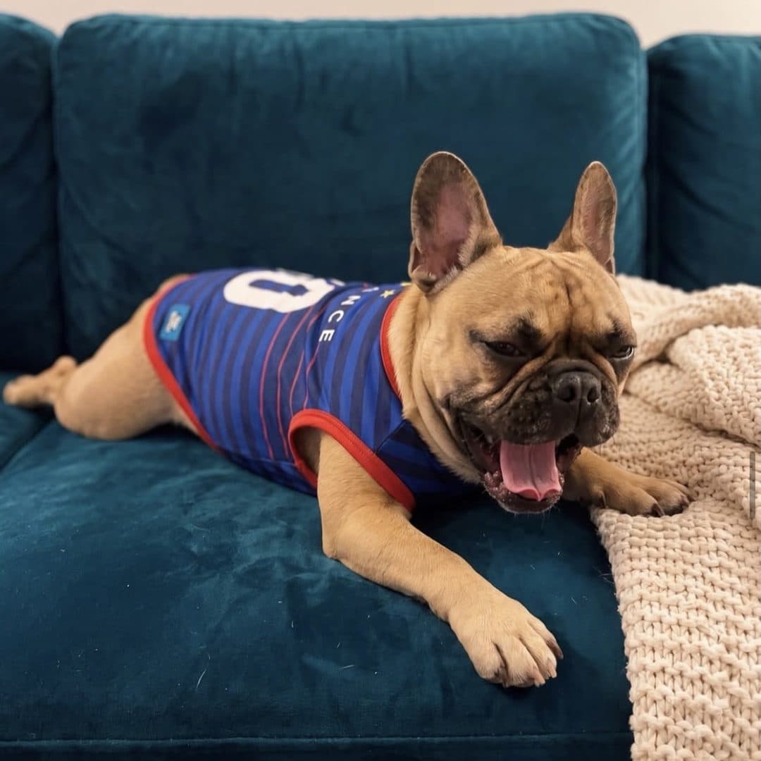 French Bulldog in the France jersey, yawning on a teal couch