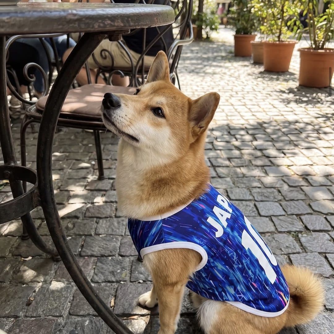 Shiba Inu in the Japan jersey, sitting under a cafe table