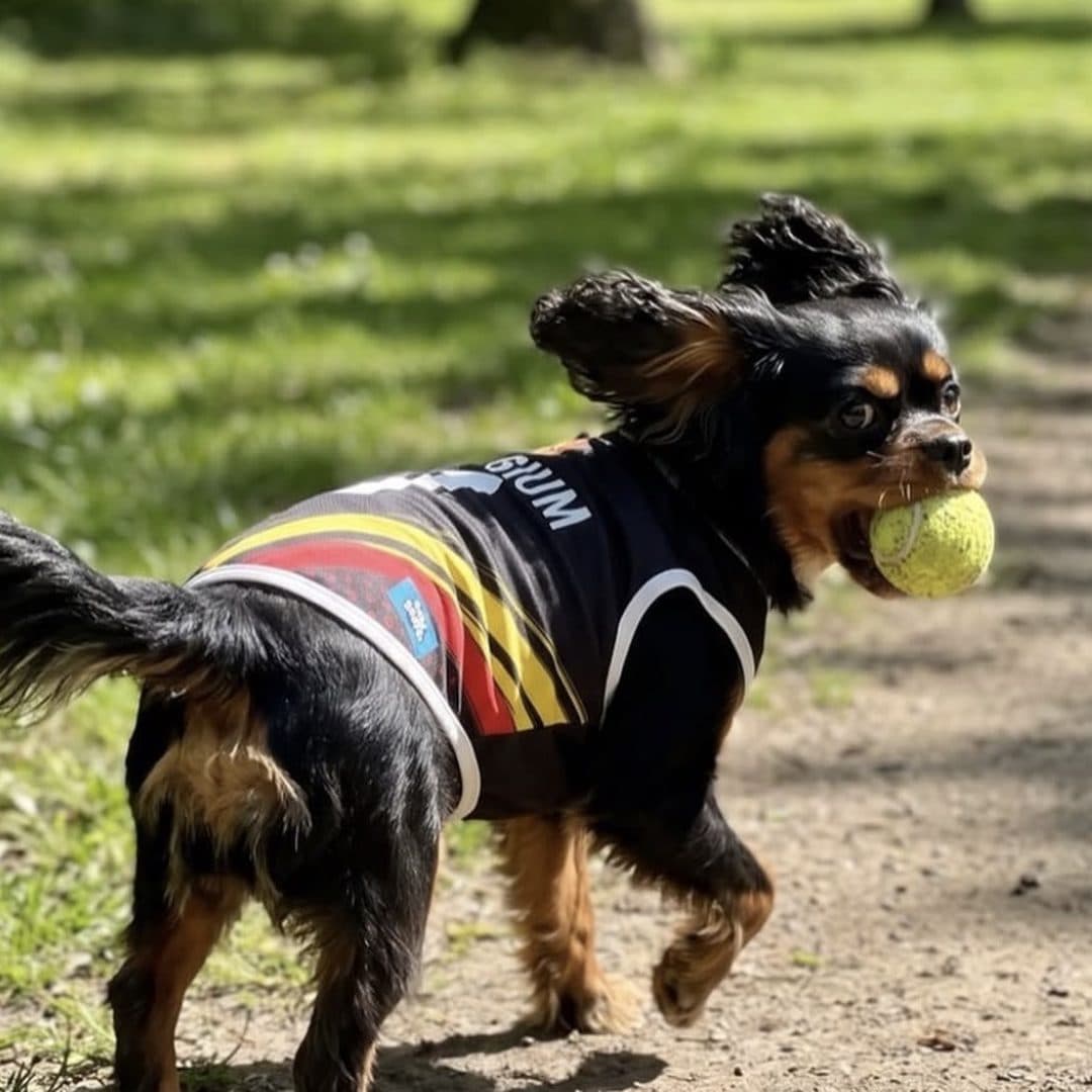 Cavalier Spaniel trotting back with a tennis ball in the Belgium jersey